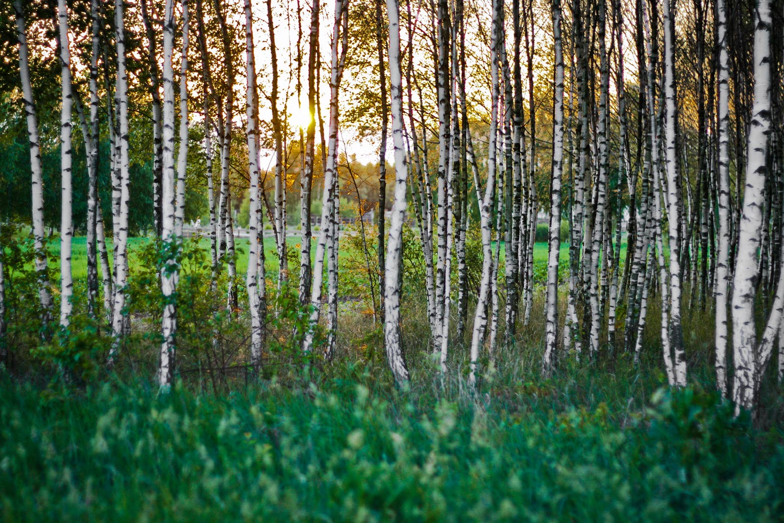 Trees at sunset
